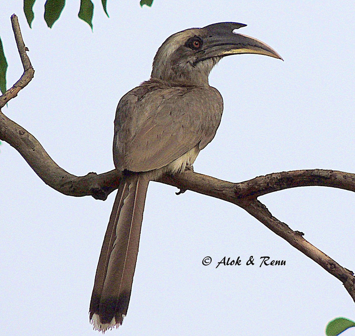 Indian Gray Hornbill - Alok Tewari