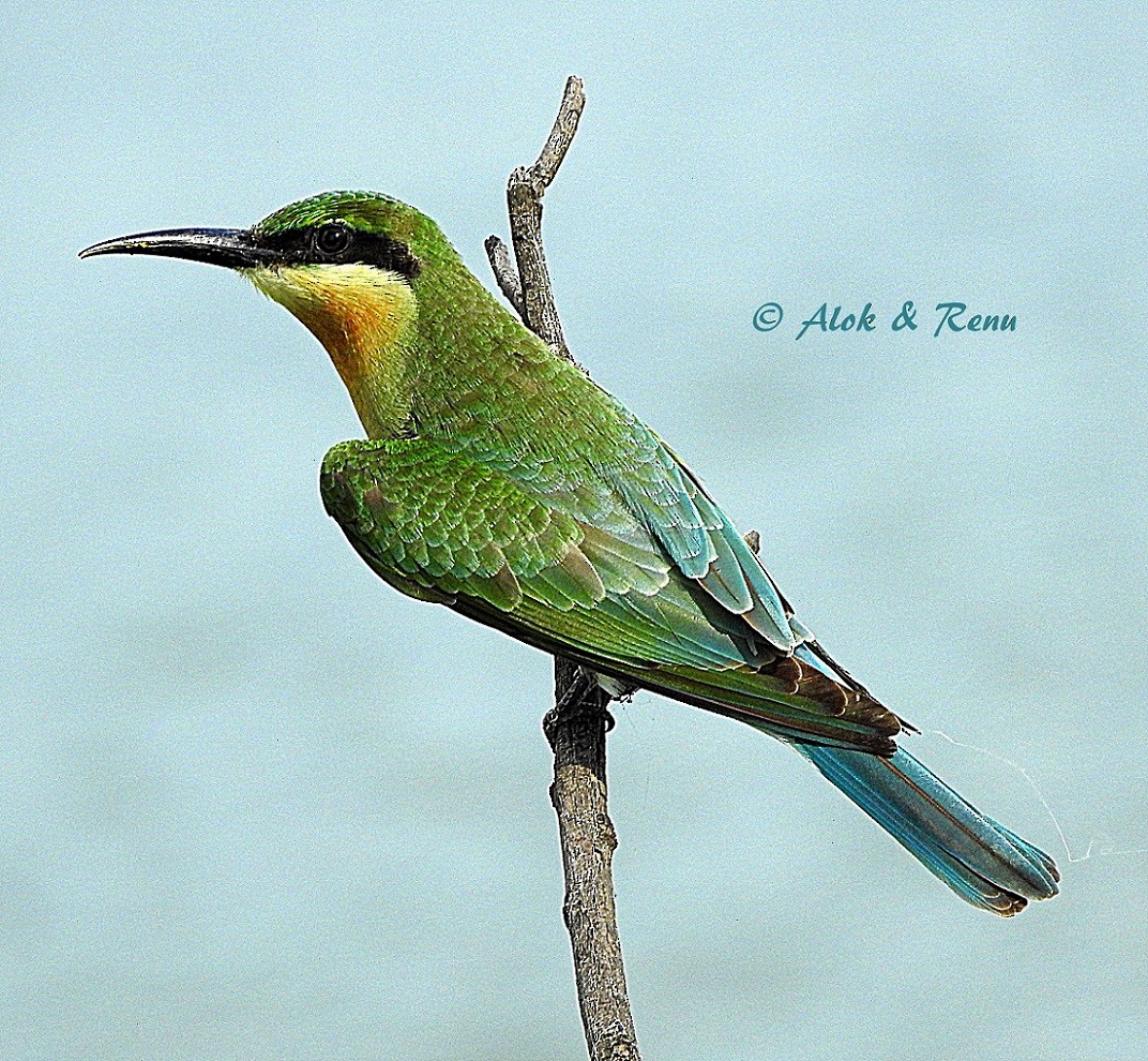 Blue-tailed Bee-eater - ML206084381
