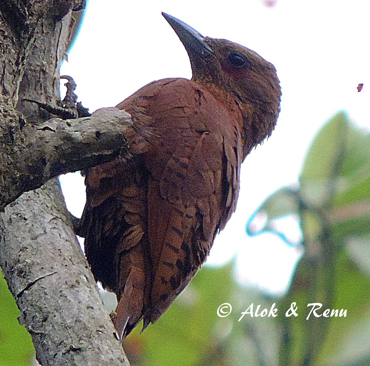 Rufous Woodpecker - Alok Tewari