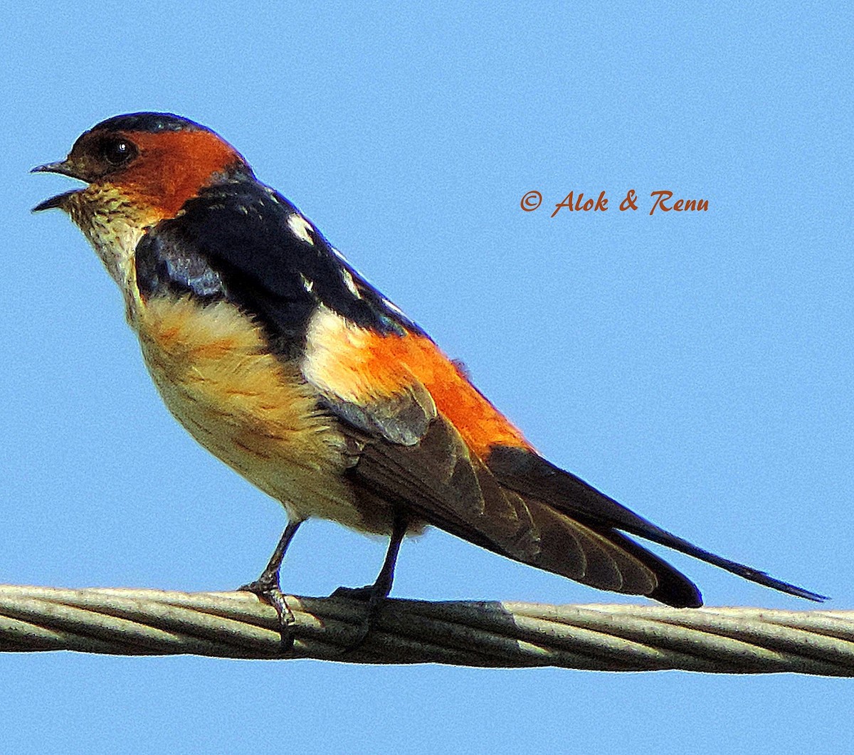 Red-rumped Swallow (Red-rumped) - Alok Tewari