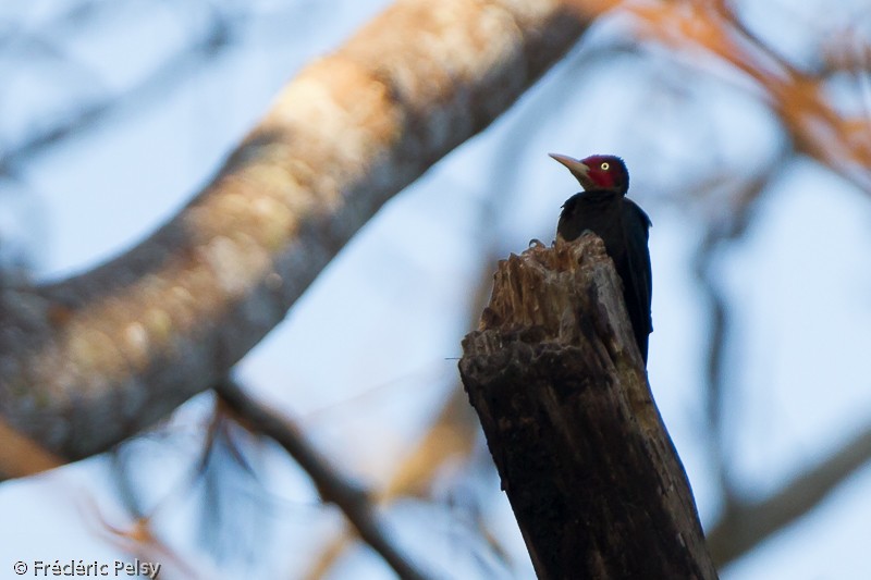 Northern Sooty-Woodpecker - Frédéric PELSY
