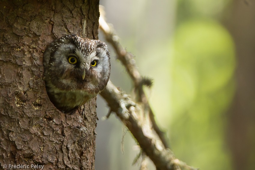 Boreal Owl (Tengmalm's) - Frédéric PELSY