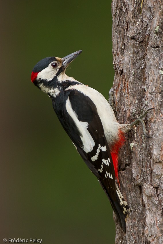 Great Spotted Woodpecker (Great Spotted) - Frédéric PELSY