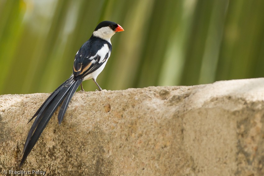 Pin-tailed Whydah - ML206084951