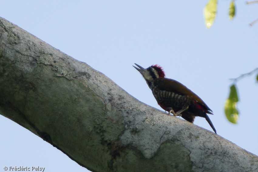 Fire-bellied Woodpecker - ML206084991