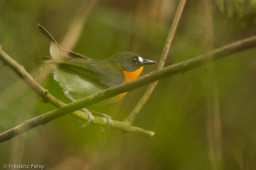Orange-breasted Forest Robin - Frédéric PELSY