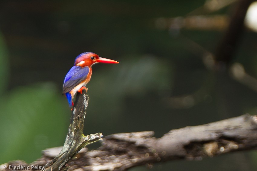 White-bellied Kingfisher - Frédéric PELSY