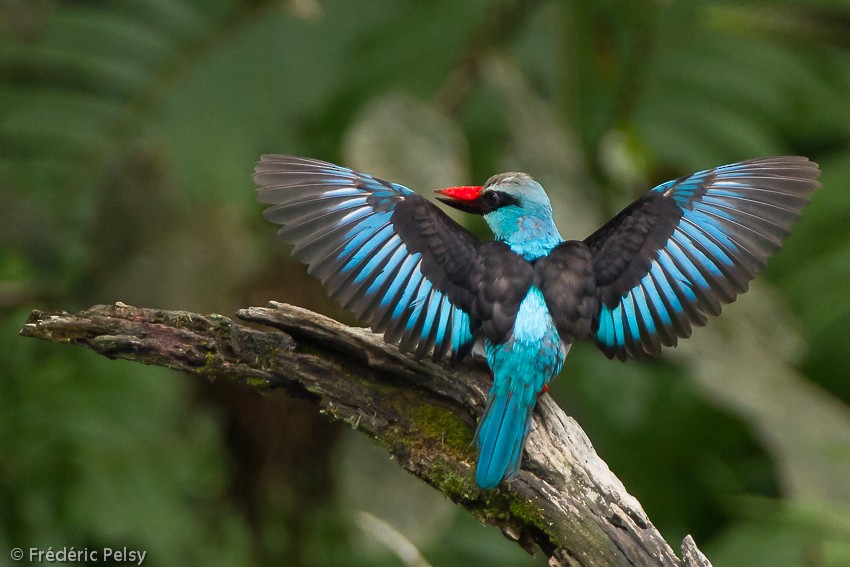 Blue-breasted Kingfisher - Frédéric PELSY