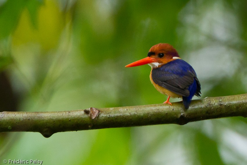 African Dwarf Kingfisher - Frédéric PELSY