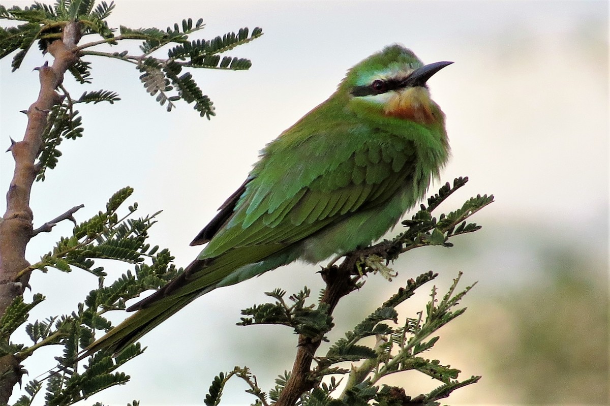 Blue-cheeked Bee-eater - James Kashangaki
