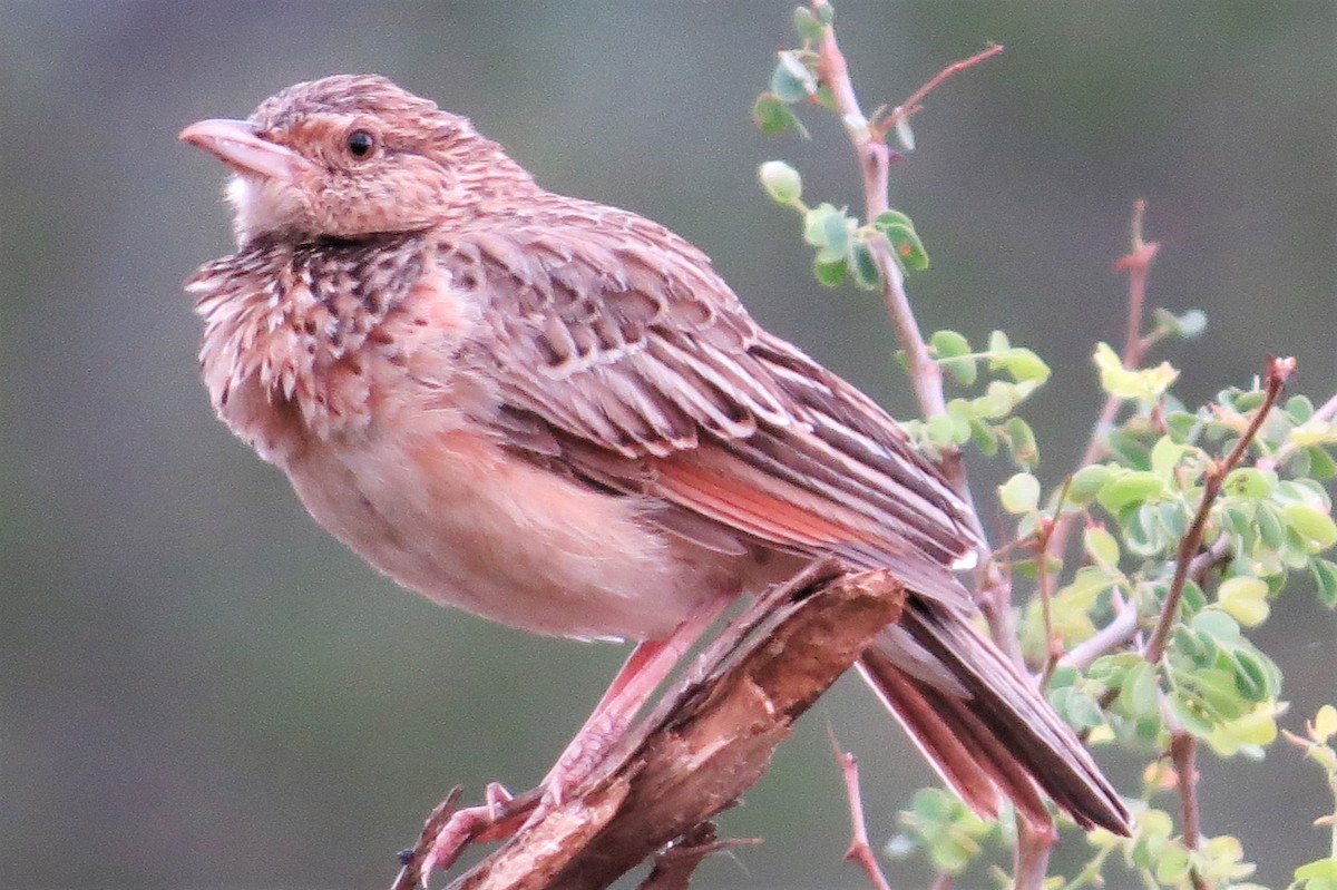 Red-winged Lark (Red-winged) - ML206085531