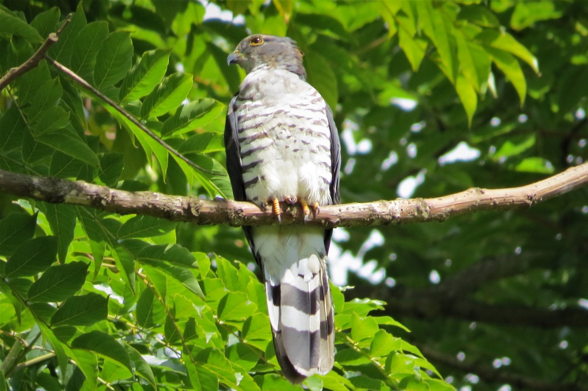 African Cuckoo-Hawk - ML206085611