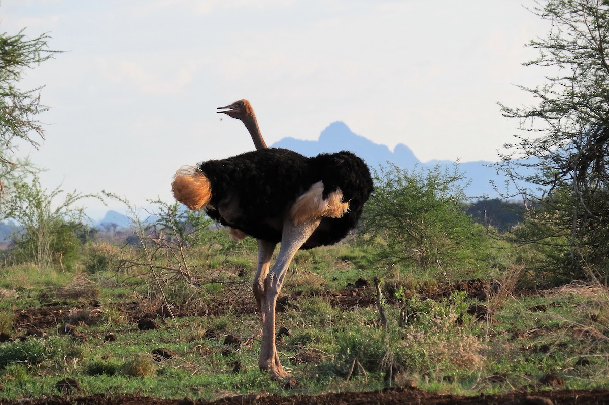 Somali Ostrich - James Kashangaki