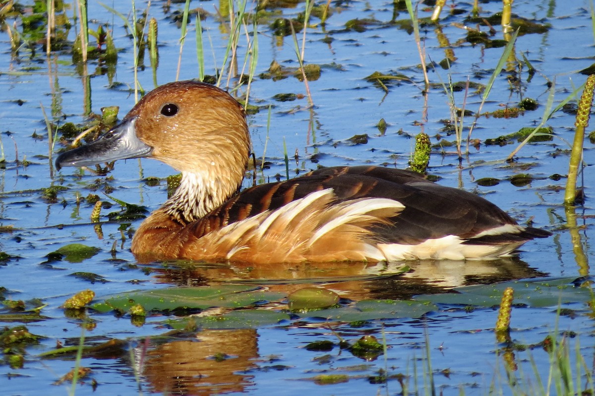 Fulvous Whistling-Duck - ML206085781