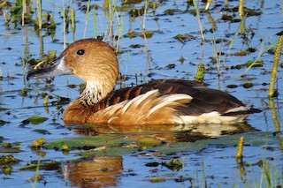 Fulvous Whistling-Duck, ML206085781