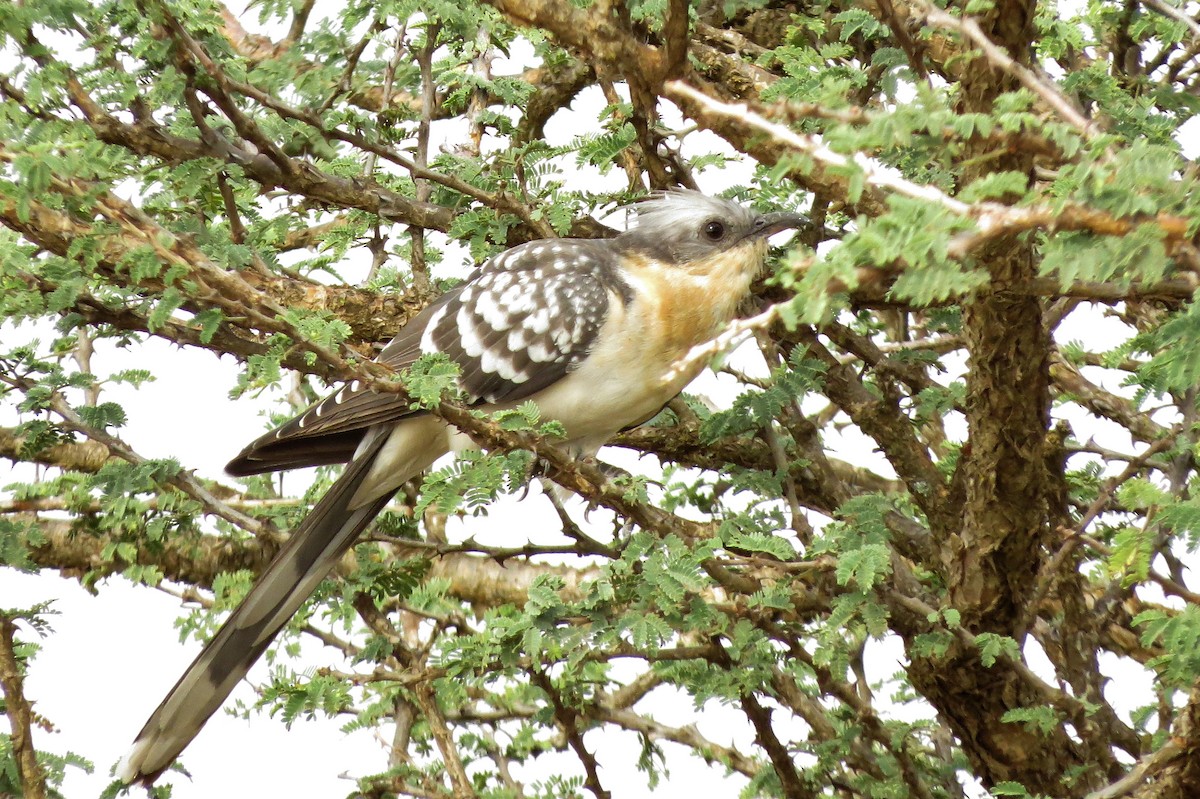 Great Spotted Cuckoo - James Kashangaki