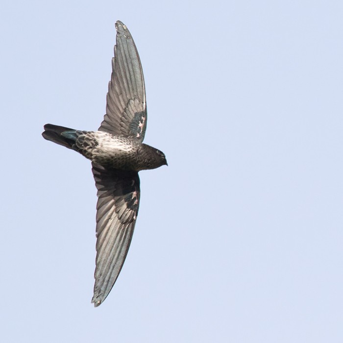 Plume-toed Swiftlet - Lars Petersson | My World of Bird Photography