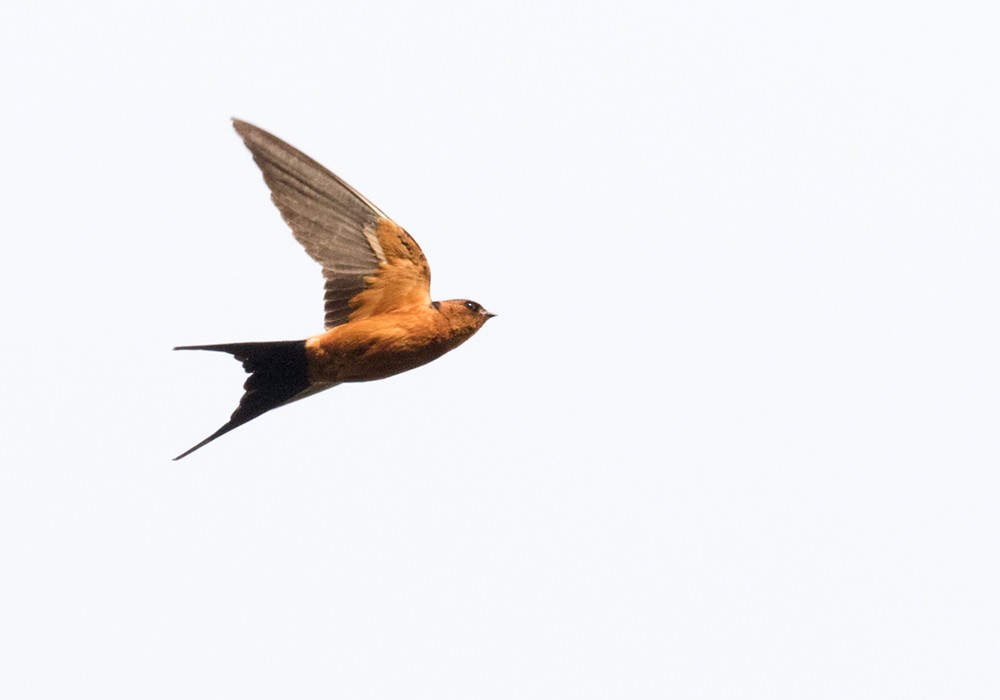 Rufous-bellied Swallow - ML206085901