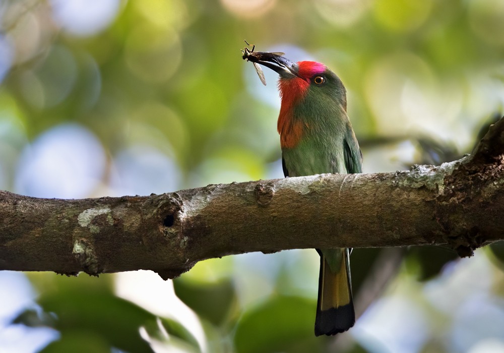 Red-bearded Bee-eater - Lars Petersson | My World of Bird Photography