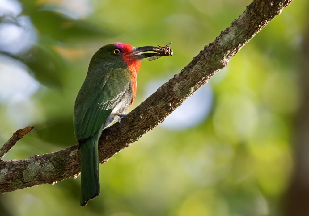 Red-bearded Bee-eater - ML206085941