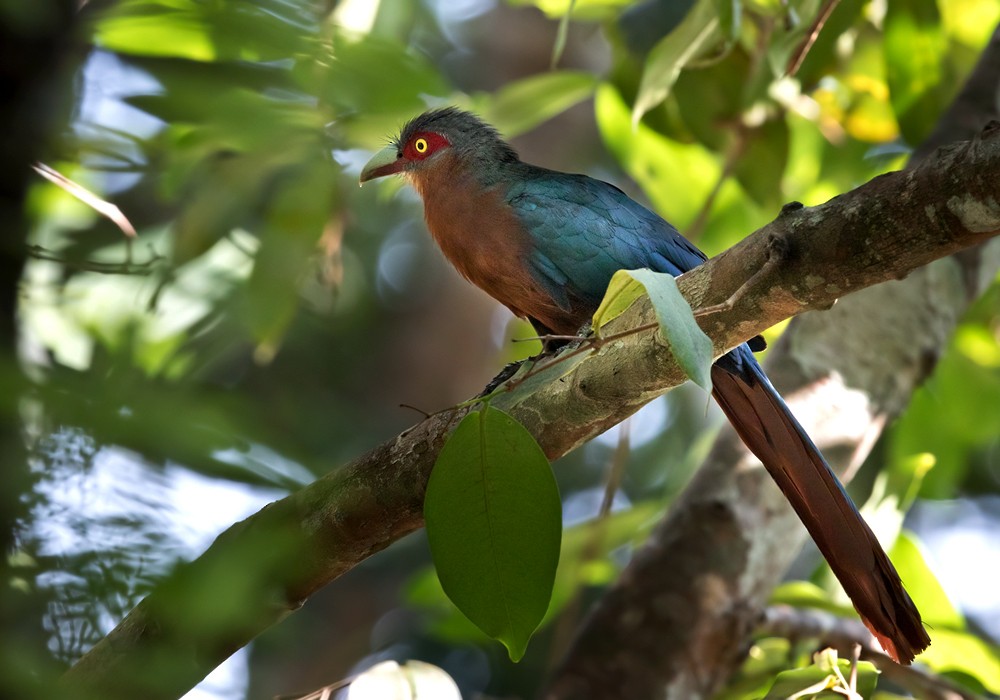 Chestnut-breasted Malkoha (Chestnut-breasted) - eBird