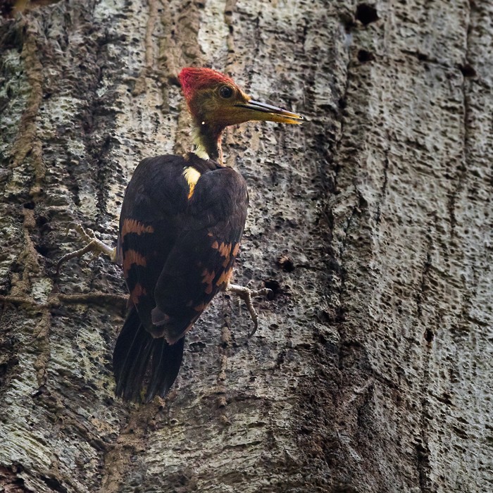 Orange-backed Woodpecker - Lars Petersson | My World of Bird Photography