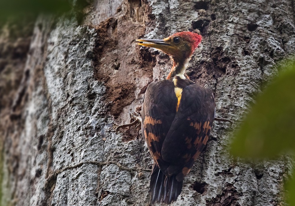 Orange-backed Woodpecker - ML206086071