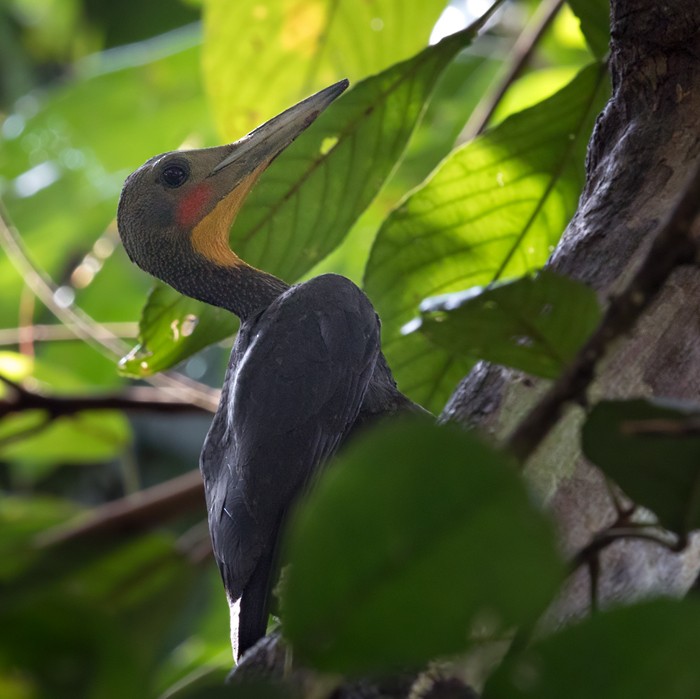 Great Slaty Woodpecker - Lars Petersson | My World of Bird Photography