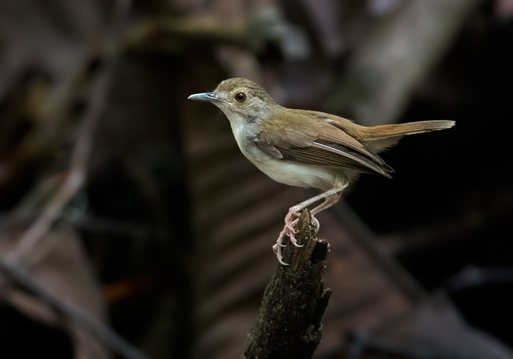 White-chested Babbler - Lars Petersson | My World of Bird Photography