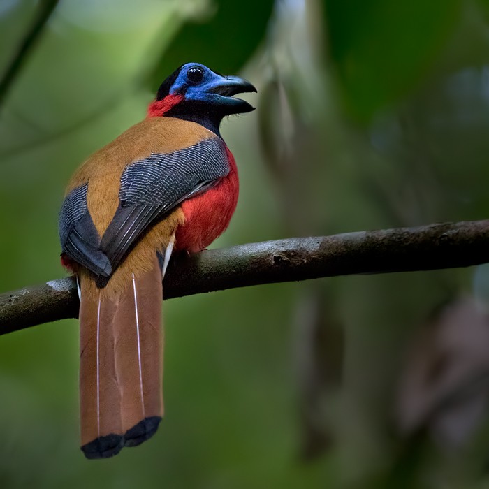Red-naped Trogon - Lars Petersson | My World of Bird Photography