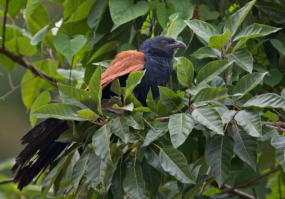 Greater Coucal (Greater) - Lars Petersson | My World of Bird Photography