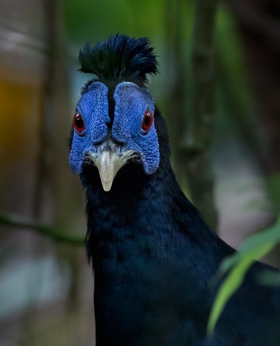 Malayan Crested Fireback - Lars Petersson | My World of Bird Photography