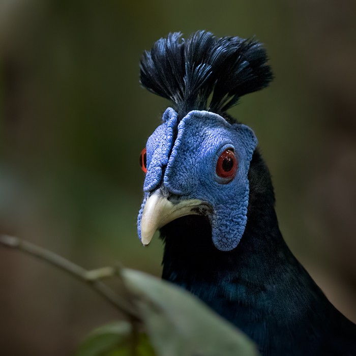 Malayan Crested Fireback - Lars Petersson | My World of Bird Photography