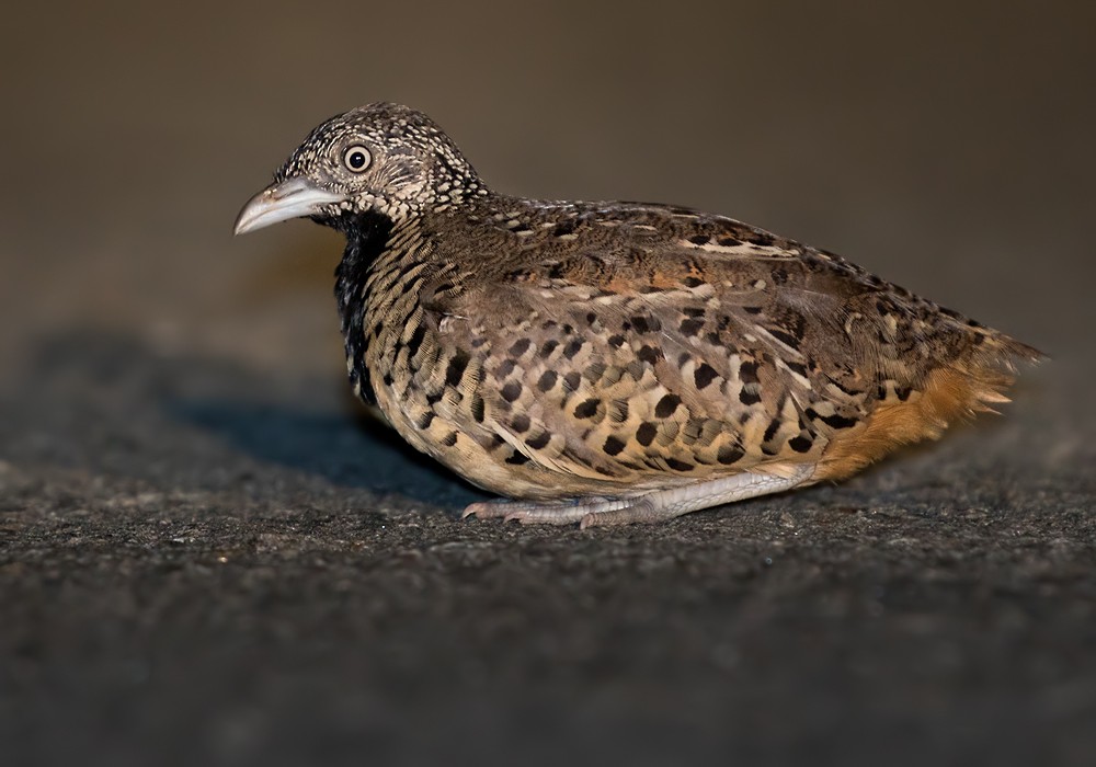 Barred Buttonquail - Lars Petersson | My World of Bird Photography