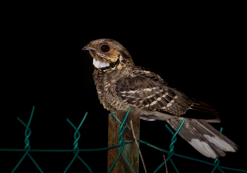 Large-tailed Nightjar - Lars Petersson | My World of Bird Photography