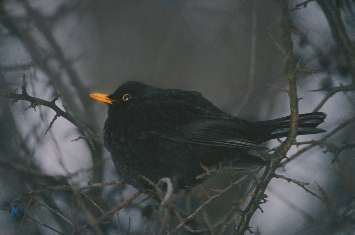 Eurasian Blackbird - Tamas Zeke