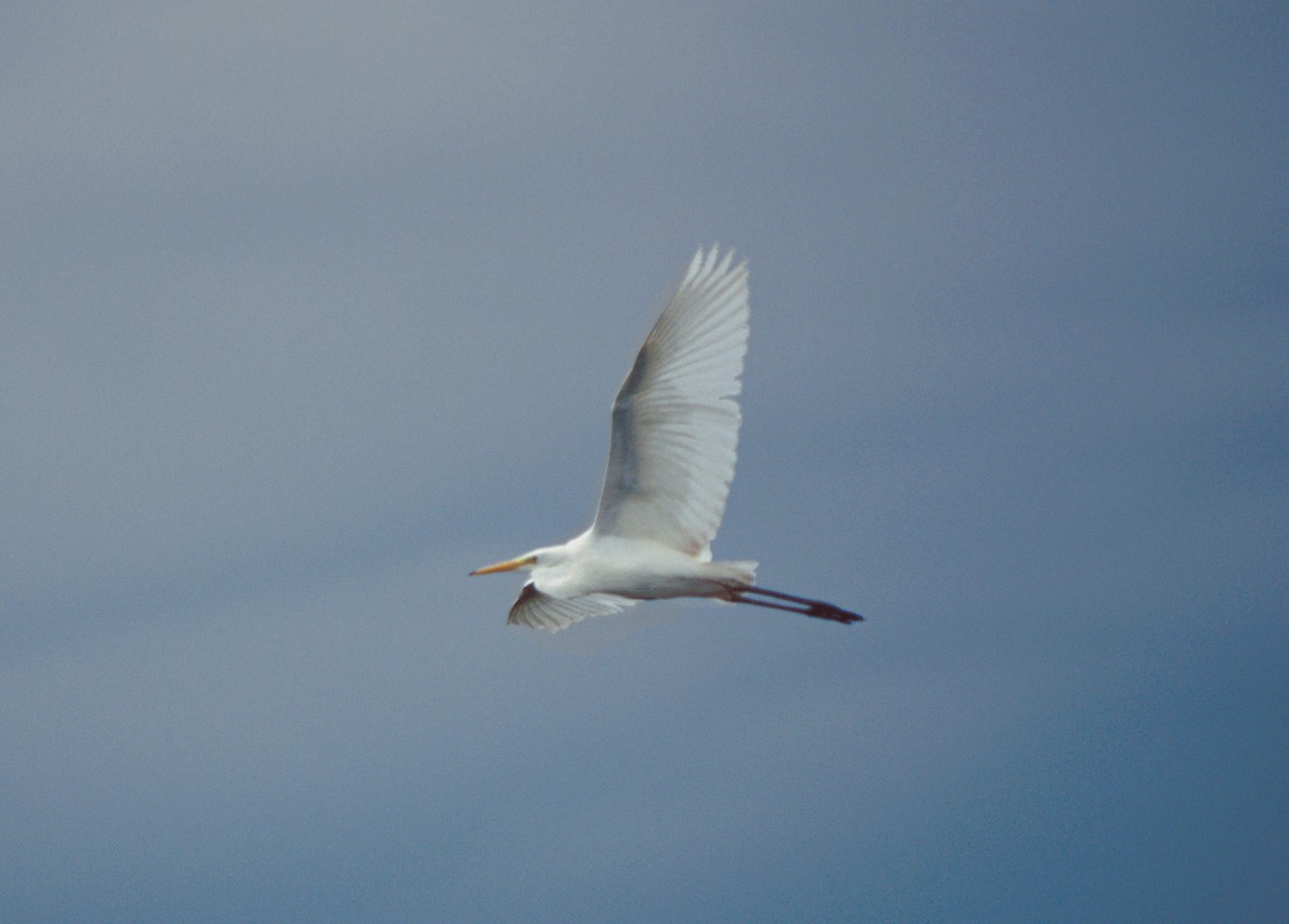 Great Egret (alba) - ML206086431