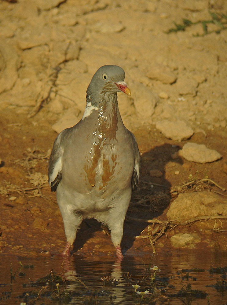 Common Wood-Pigeon (White-necked) - ML206087751
