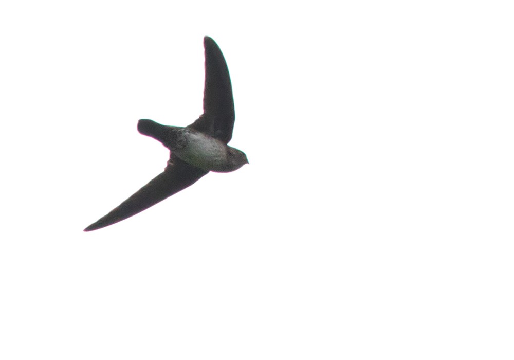Cave Swiftlet - ML206087861