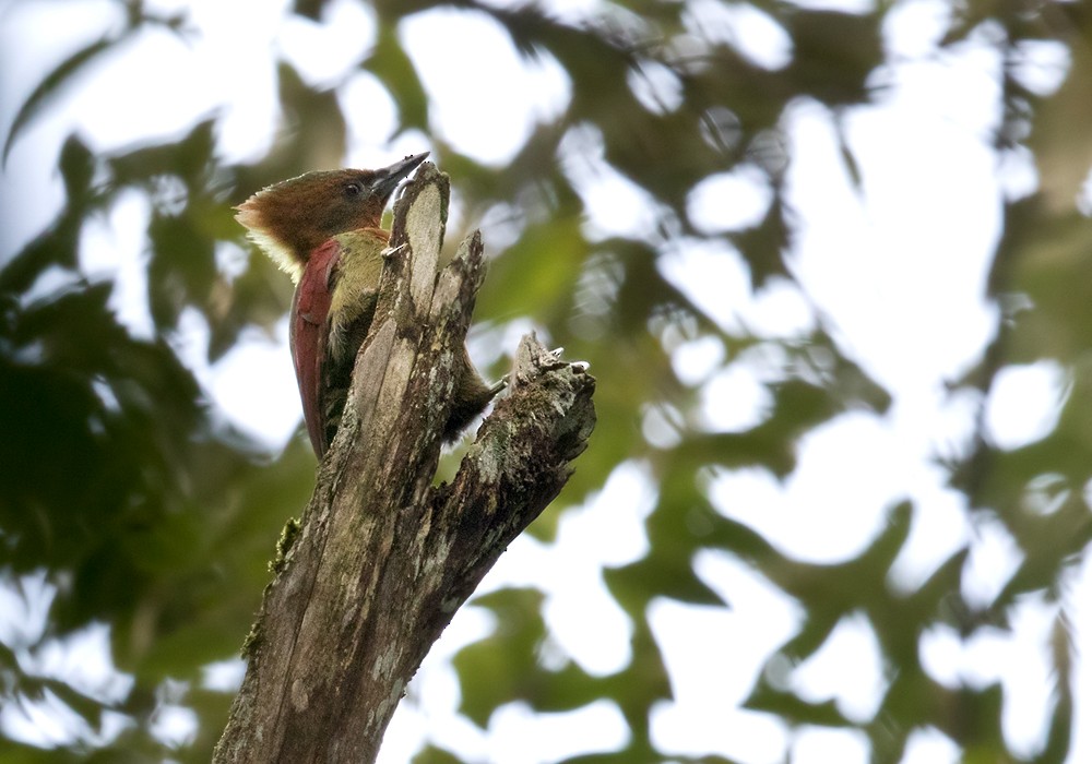 Checker-throated Woodpecker (Javan) - ML206087901