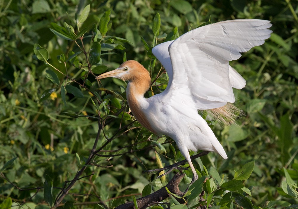 Eastern Cattle Egret - Lars Petersson | My World of Bird Photography