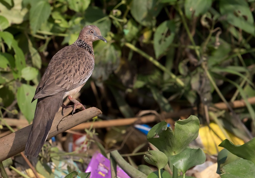 Spotted Dove (Eastern) - Lars Petersson | My World of Bird Photography
