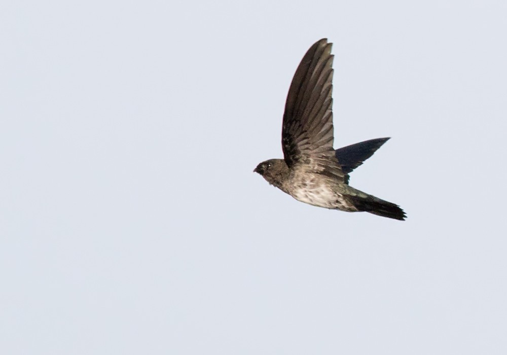 Cave Swiftlet - Lars Petersson | My World of Bird Photography