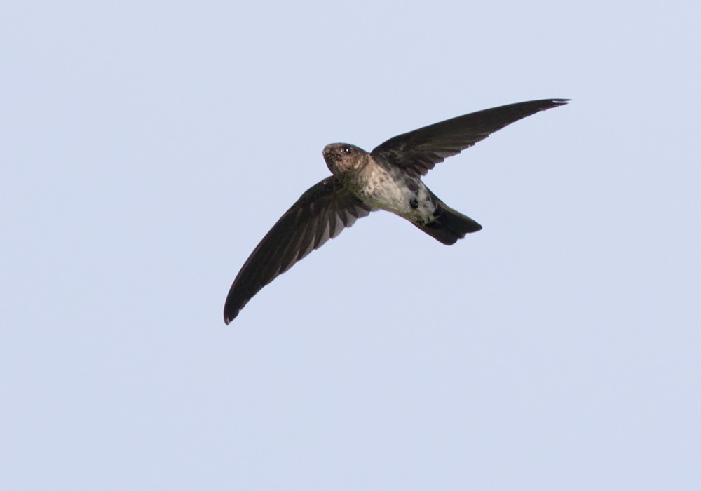 Cave Swiftlet - Lars Petersson | My World of Bird Photography