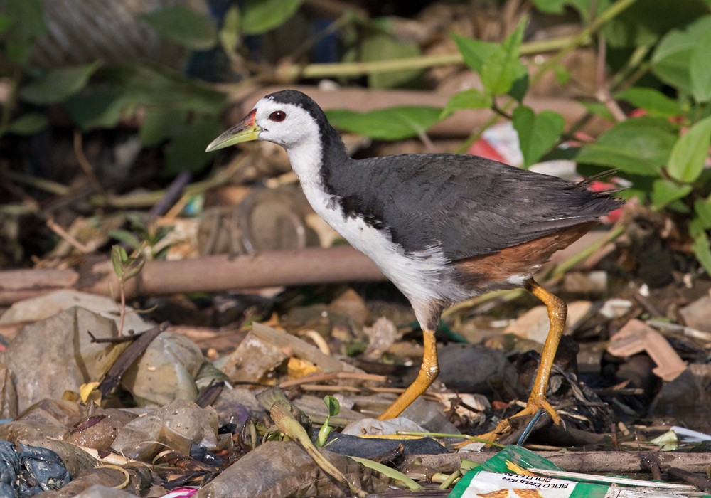 White-breasted Waterhen - Lars Petersson | My World of Bird Photography