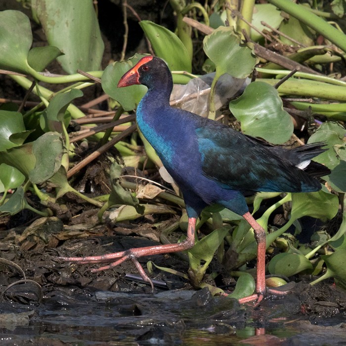 Black-backed Swamphen - Lars Petersson | My World of Bird Photography