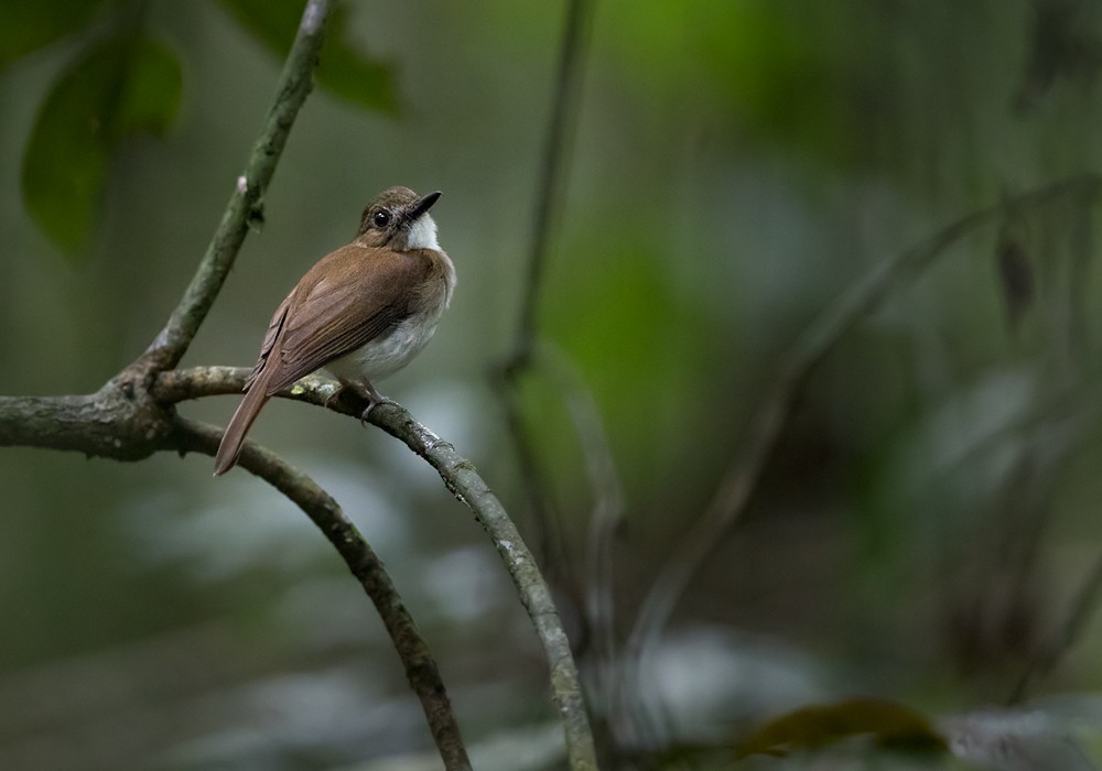 Gray-chested Jungle Flycatcher - Lars Petersson | My World of Bird Photography