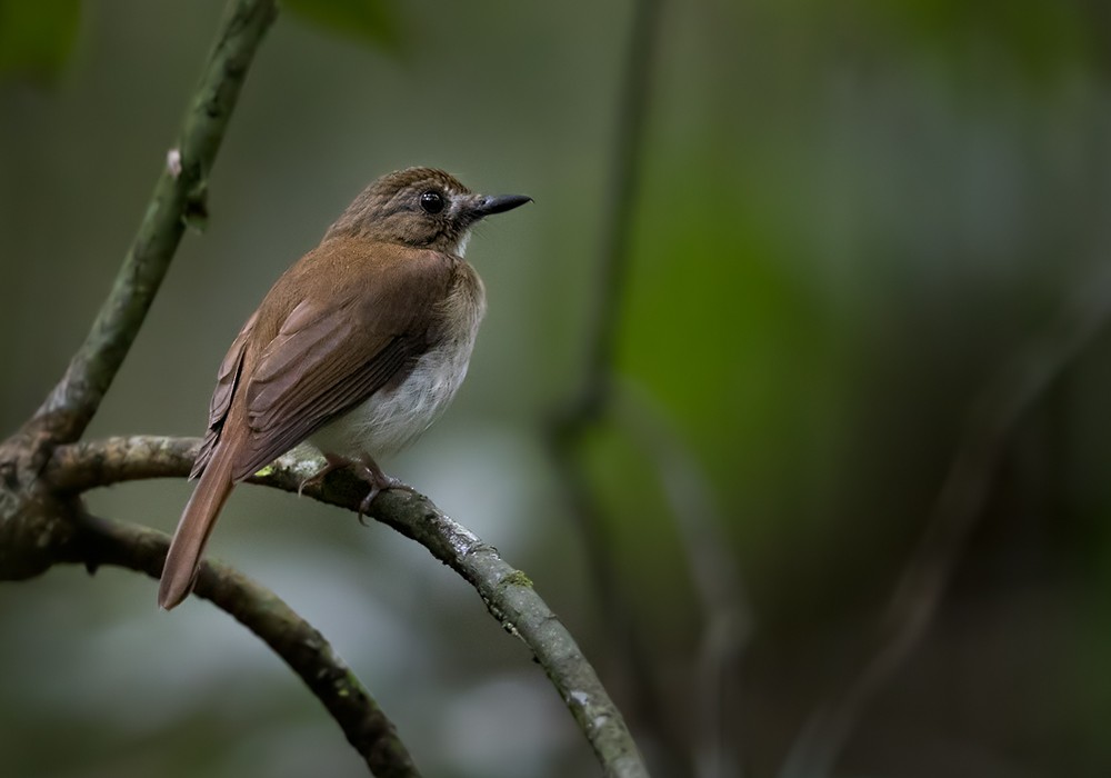 Gray-chested Jungle Flycatcher - Lars Petersson | My World of Bird Photography