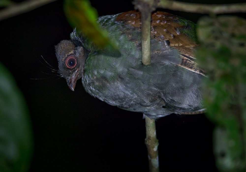Crested Partridge - ML206088321