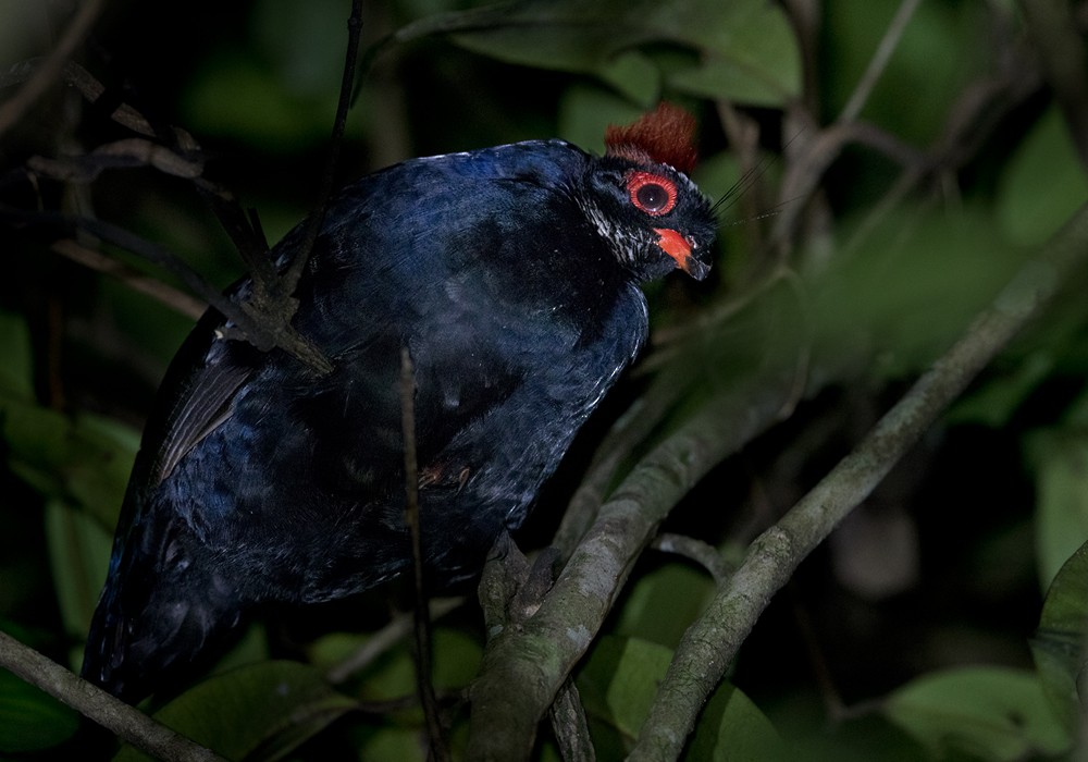 Crested Partridge - Lars Petersson | My World of Bird Photography
